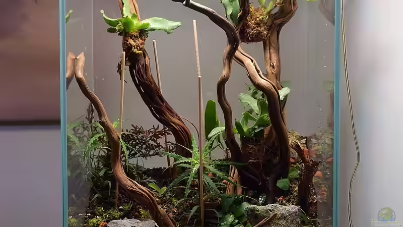 Terrarium DOOA von Junglist (3)