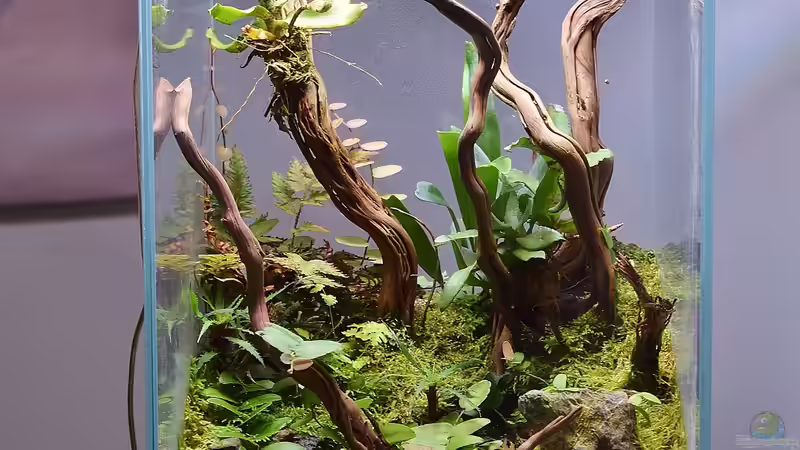 Terrarium DOOA von Junglist (4)