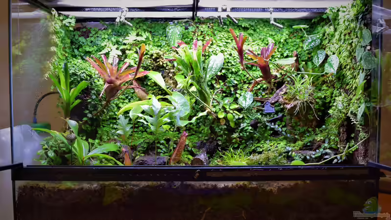 Terrarium fertig kaufen oder selber bauen?
