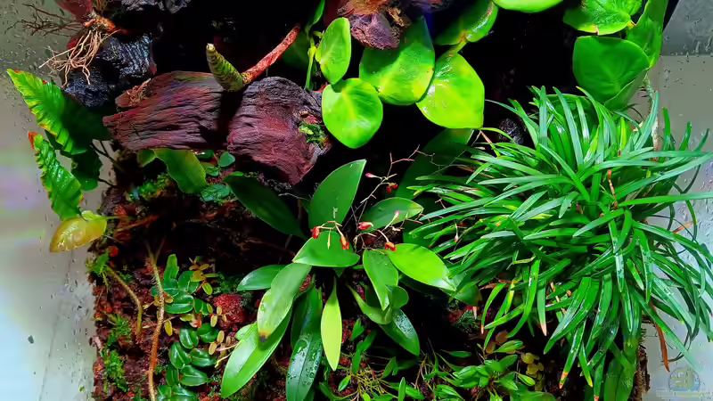 Terrarium Green Cube von Junglist (3)