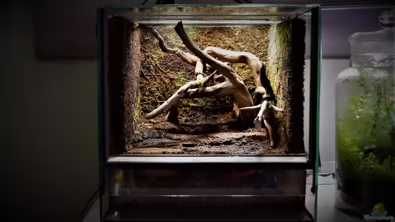 Terrarium Grüner Würfel von Junglist (2)