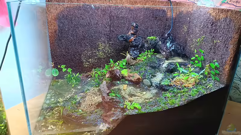 Terrarium Hardangervidda von Junglist (10)