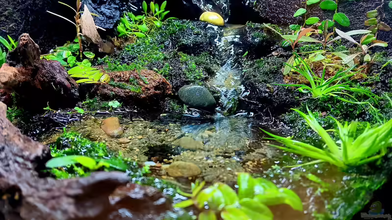 Terrarium Hardangervidda von Junglist (12)