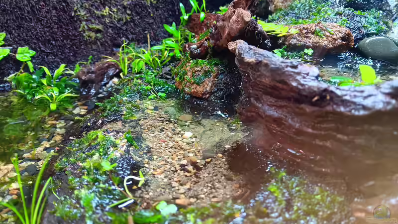 Terrarium Hardangervidda von Junglist (9)