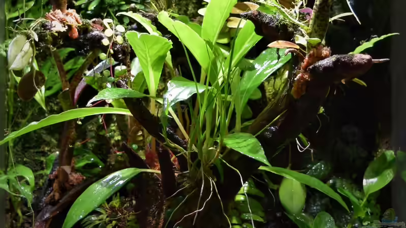 Terrarium Hightower von Junglist (5)