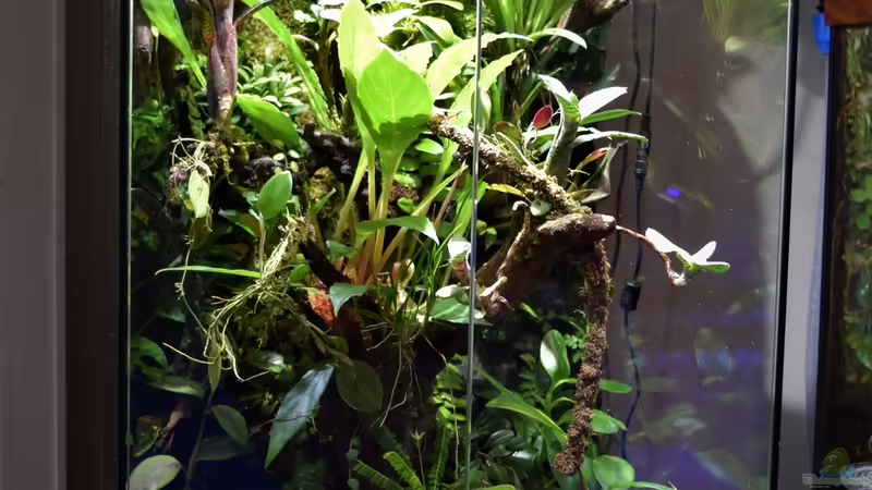 Terrarium Hightower von Junglist (7)