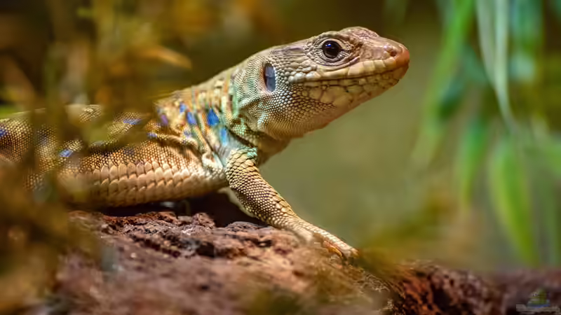 Terrarium im Schlafzimmer - Chancen, Herausforderungen und wichtige Tipps für die artgerechte Haltung