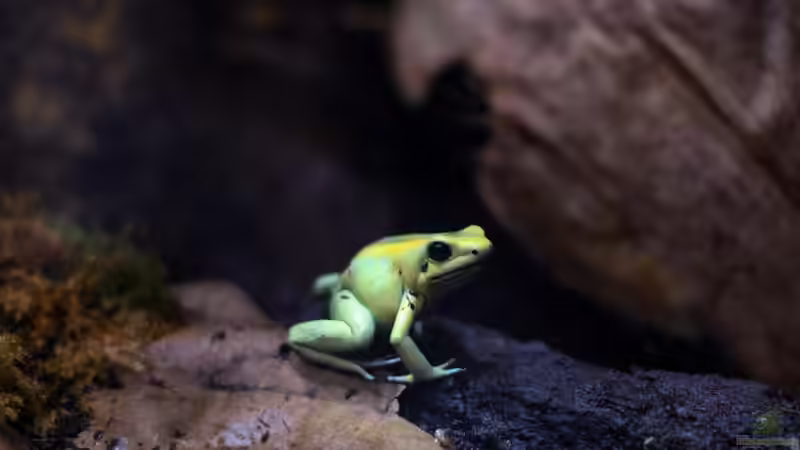 Terrarium im Schlafzimmer - Chancen, Herausforderungen und wichtige Tipps für die artgerechte Haltung