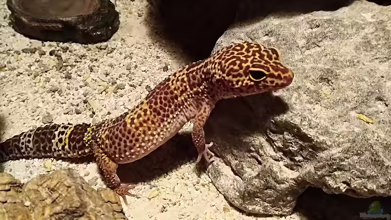 Terrarium im Wohnzimmer - Vorüberlegungen