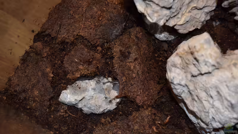 Terrarium Iwagumi Style von Junglist (6)