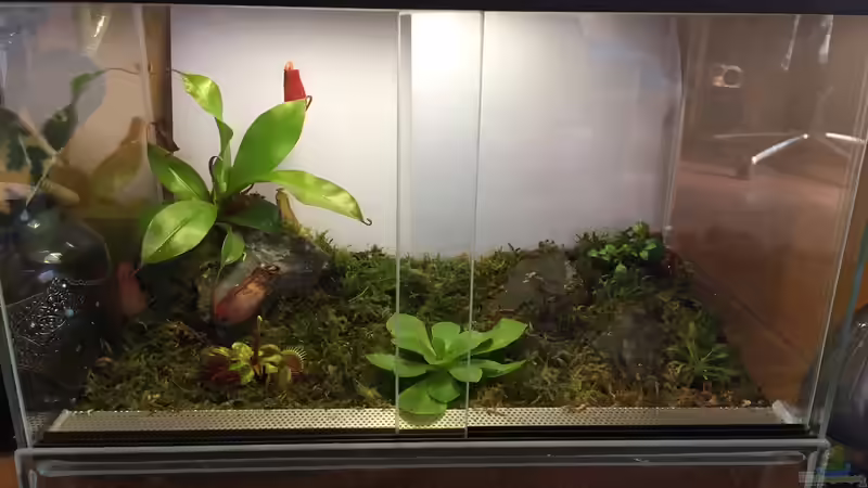 Terrarium Karnivoren von DL (2)
