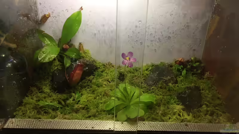 Terrarium Karnivoren von DL (4)