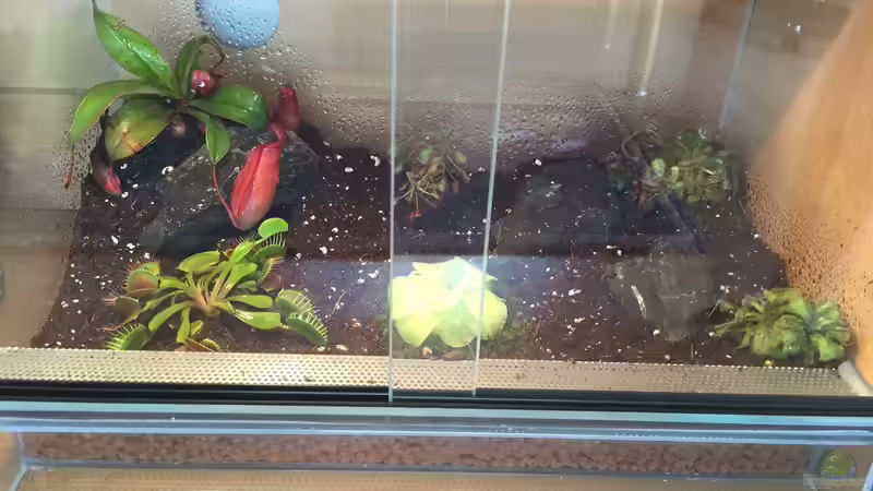 Terrarium Karnivoren von DL (5)