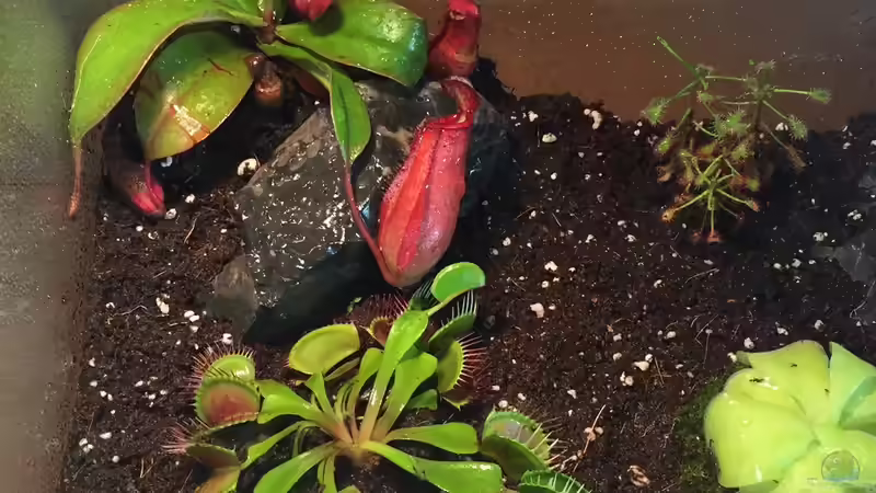 Terrarium Karnivoren von DL (6)