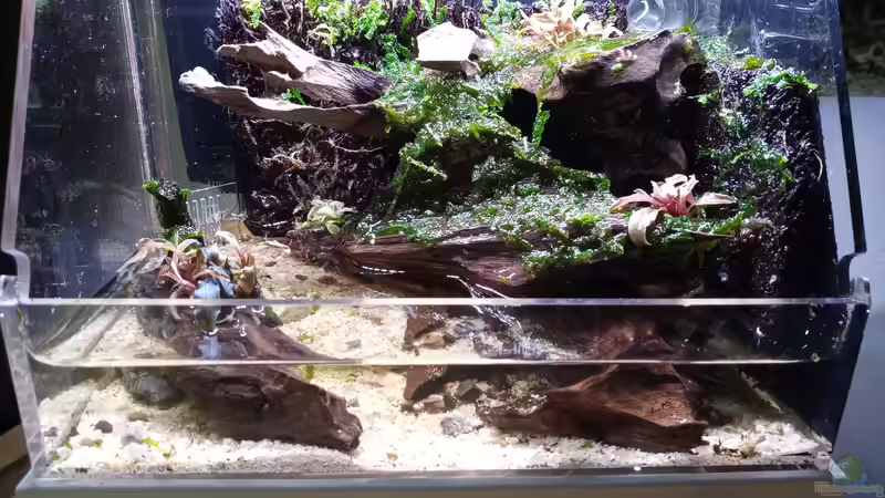 Terrarium Kedagang von Junglist (3)