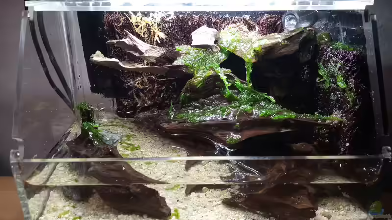 Terrarium Kedagang von Junglist (5)