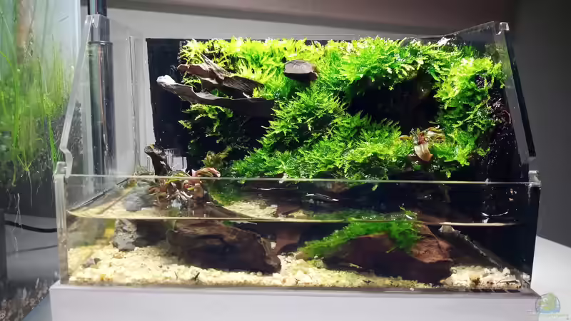 Terrarium Kedagang von Junglist (6)
