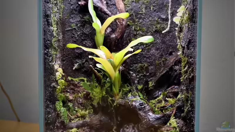 Terrarium Keto Tsuchi von Junglist (2)