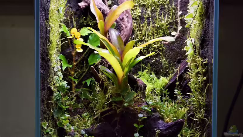 Terrarium Keto Tsuchi von Junglist (3)