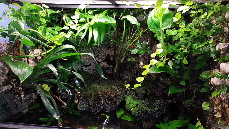 Terrarium Klein-Asien von Stephi (7)