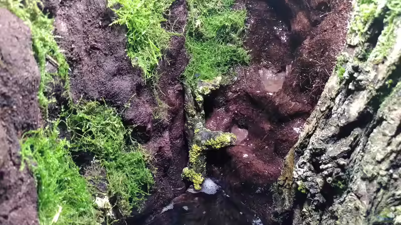 Terrarium Kleine Schlucht von Stephi (10)