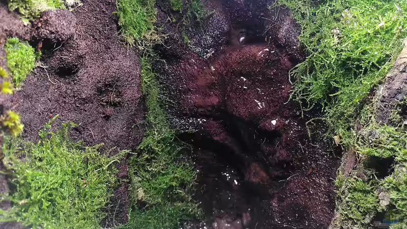 Terrarium Kleine Schlucht von Stephi (13)