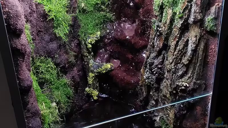 Terrarium Kleine Schlucht von Stephi (14)
