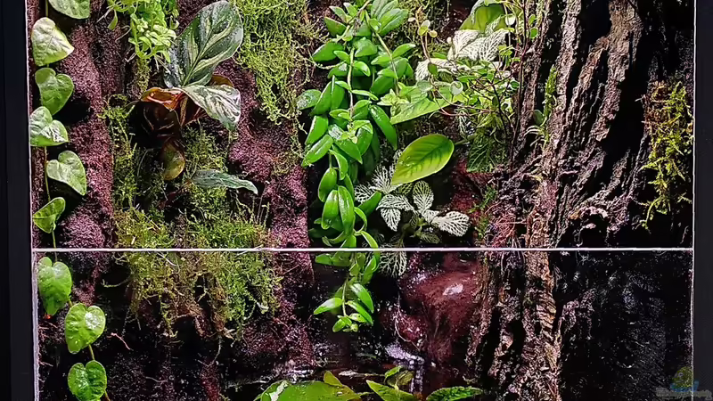 Terrarium Kleine Schlucht von Stephi (4)