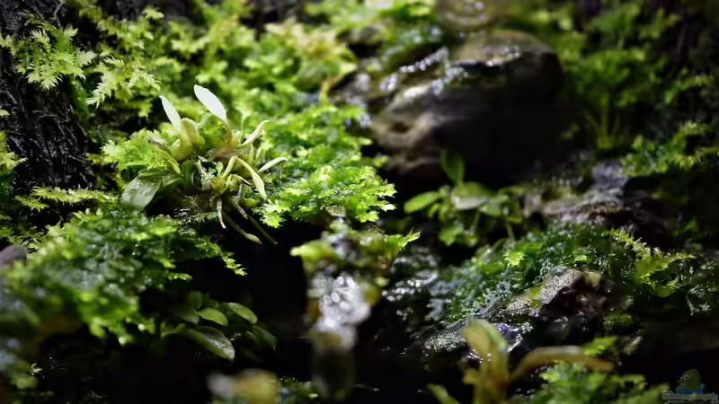 Terrarium Mini Complete Paludarium von Junglist (4)