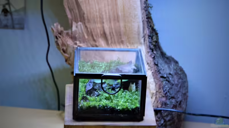 Terrarium Minimi von Junglist (3)