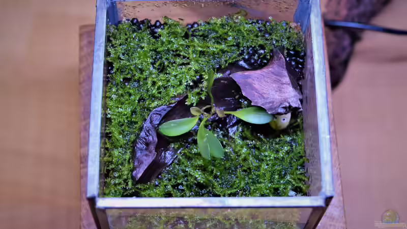 Terrarium Minimi von Junglist (4)