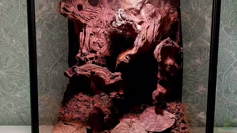 Terrarium mit Mopani-Rückwand von Junglist (13)