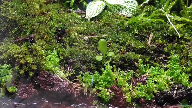 Terrarium Mooswelt von Stephi (2)