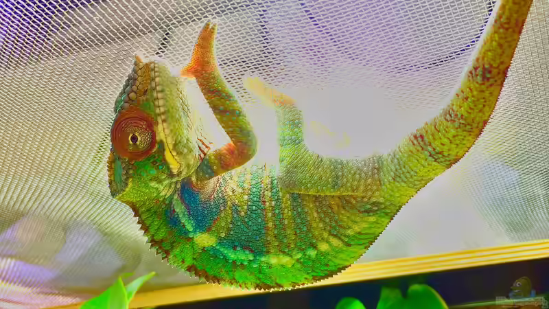 Terrarium Pantherchamäleon von ???FloH??? (1)