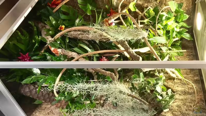 Terrarium schräg von Seite Vorne von ???FloH??? (3)