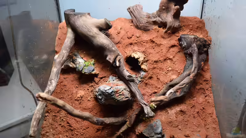 Terrarium Südhang am Weinberg von Junglist (3)