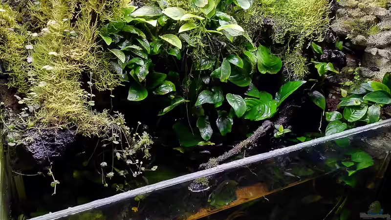 Terrarium Traum von Afrika von Stephi (4)