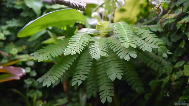 Terrarium Urwäldchen....existiert so nicht, wurde umgebaut von Junglist (10)