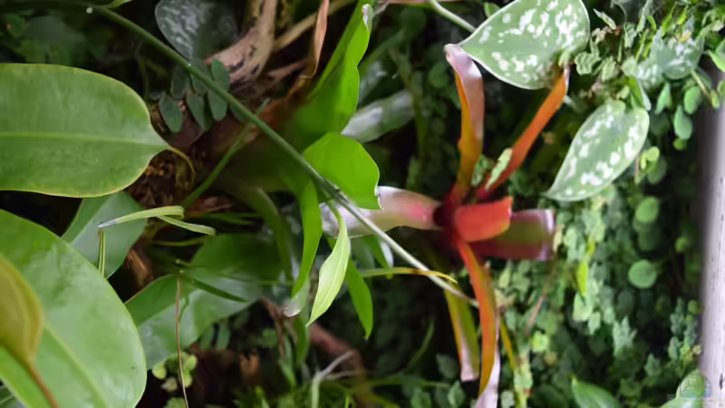 Terrarium Urwäldchen....existiert so nicht, wurde umgebaut von Junglist (9)