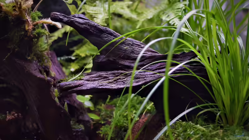 Terrarium Vampirhausen... Verkauft von Junglist (3)