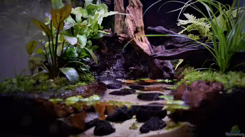 Terrarium Vampirhausen... Verkauft von Junglist (4)