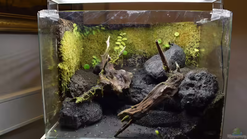 Terrarium Via Mala von Junglist (2)