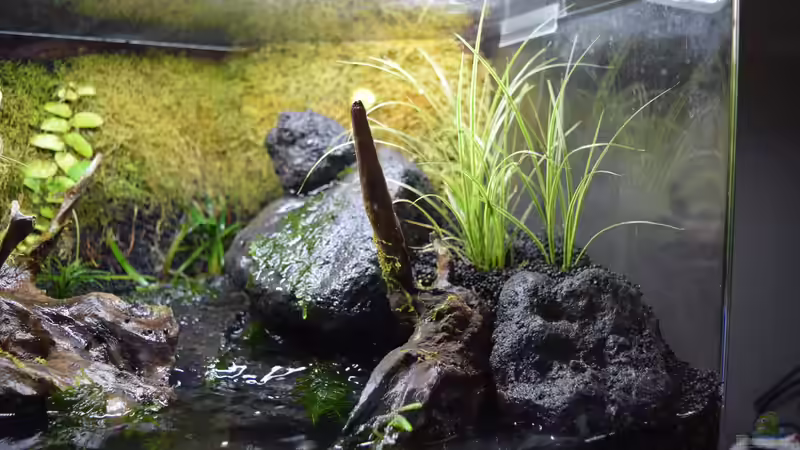 Terrarium Via Mala von Junglist (3)