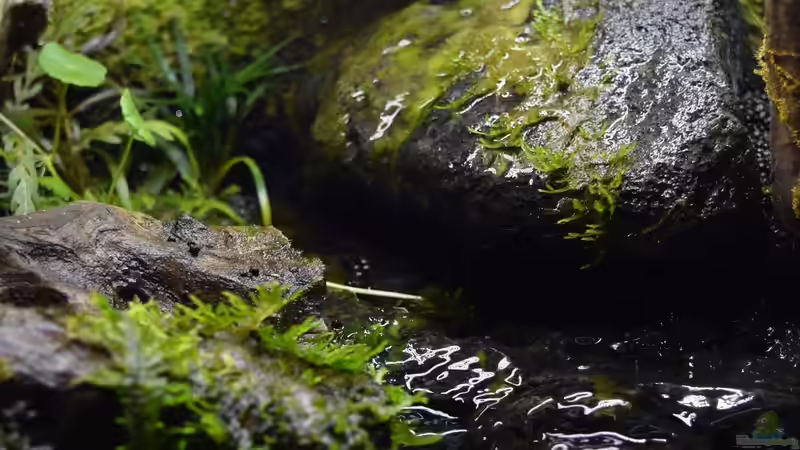 Terrarium Via Mala von Junglist (4)