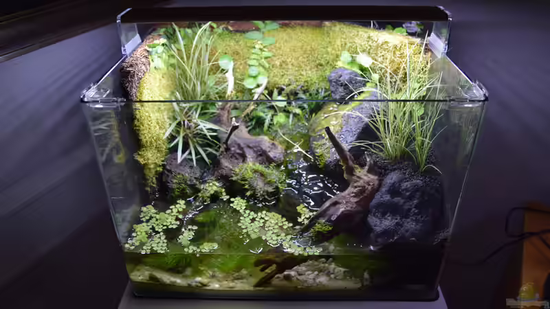 Terrarium Via Mala von Junglist (5)