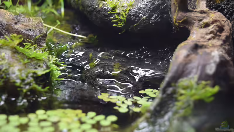 Terrarium Via Mala von Junglist (6)