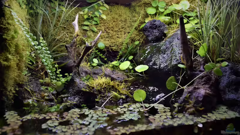 Terrarium Via Mala von Junglist (7)