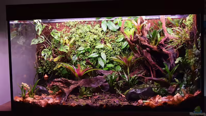 Terrarium Von Asseln und Tausendfüsslern von Junglist (11)