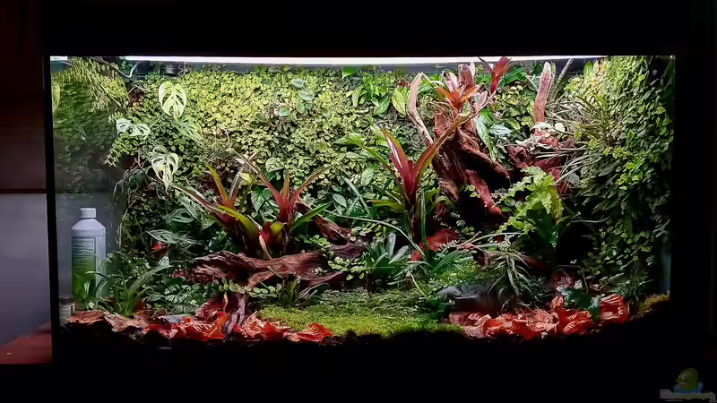 Terrarium Von Asseln und Tausendfüsslern von Junglist (18)