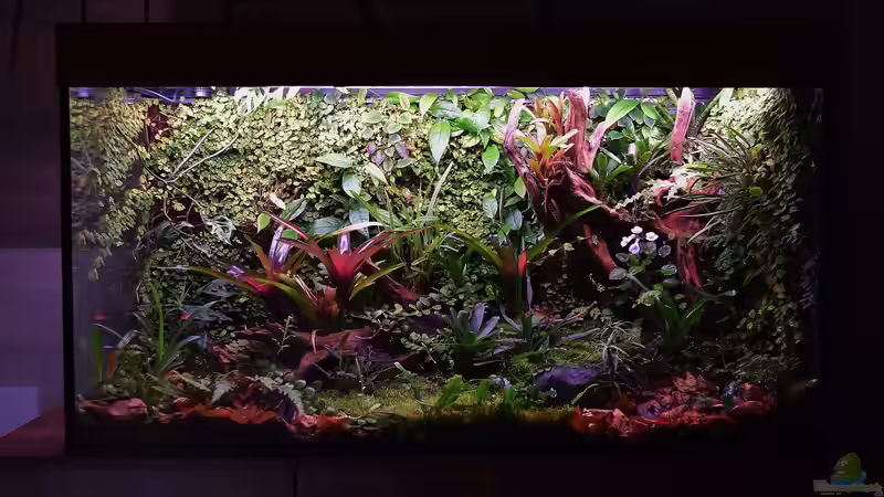Terrarium Von Asseln und Tausendfüsslern von Junglist (19)